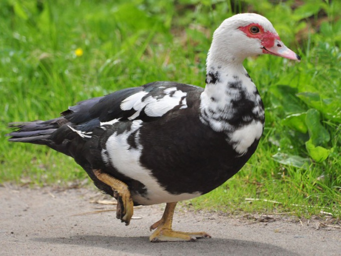 каким бизнесом можно заняться в деревне