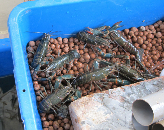 Жилище для ракообразных