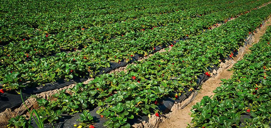 бизнес план по выращиванию клубники круглый год