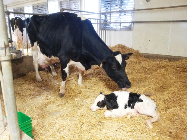 Молочная ферма как бизнесмолочная ферма как бизнес