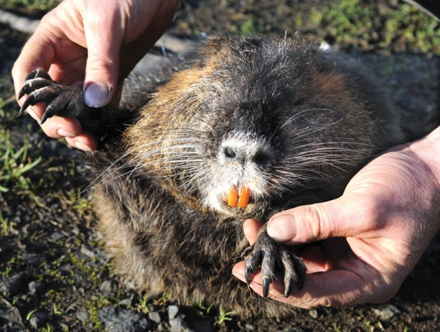 разведение нутрий как бизнес