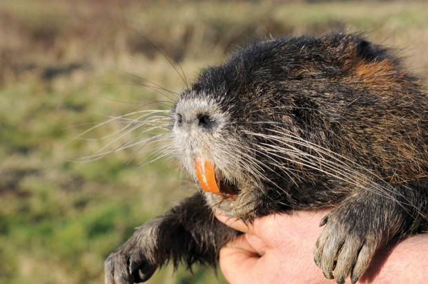 промышленное разведение нутрий