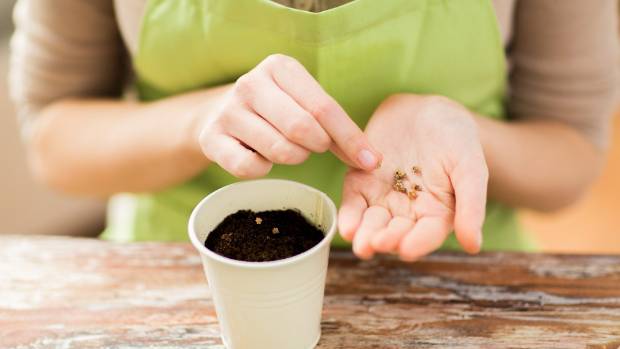 высаживание растения в горщок