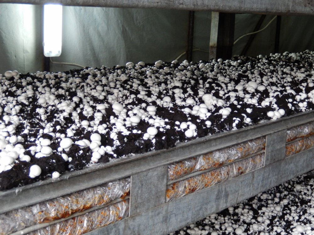 Помещение для выращивания шампиньонов