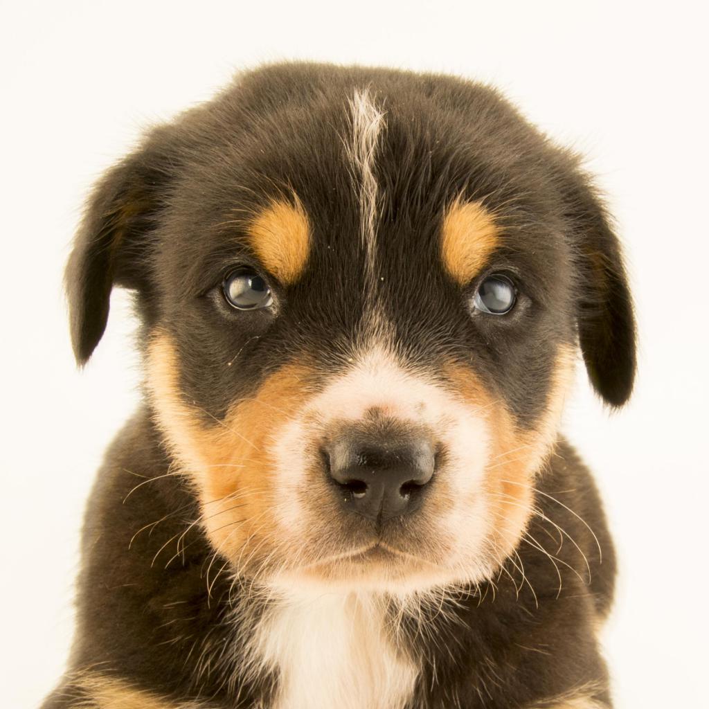 как открыть питомник собак