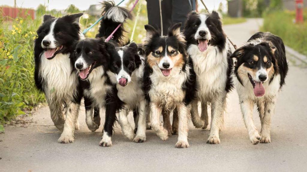 как открыть питомник собак в беларуси