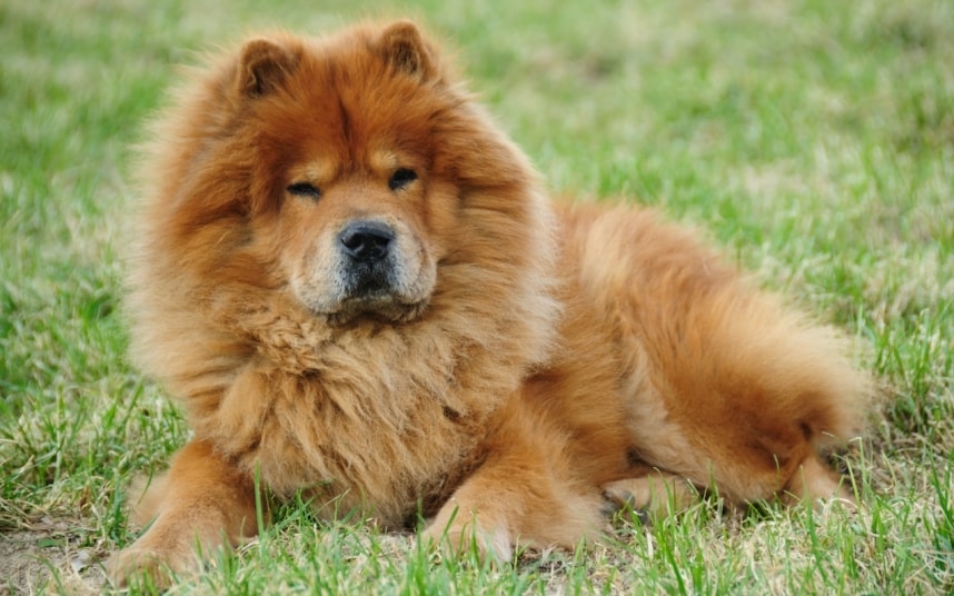 как открыть питомник собак с чего начать