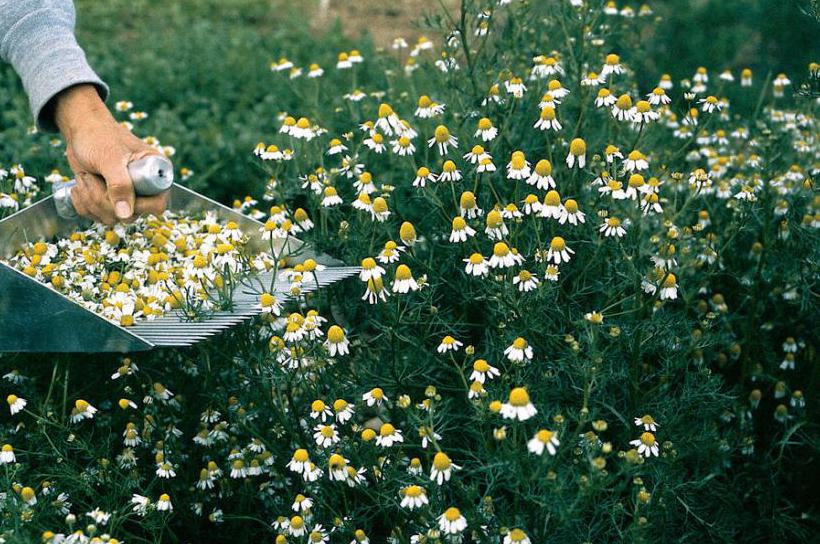 сбор ромашки