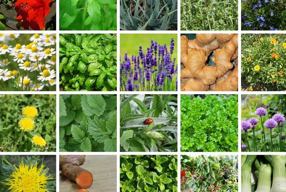 лекарственные растения