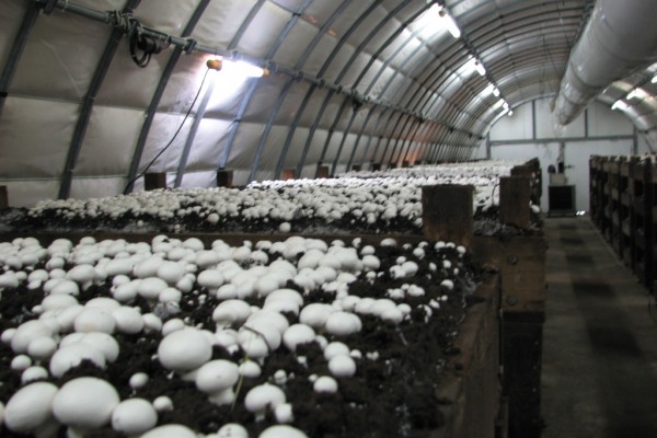 теплица для выращивания грибов