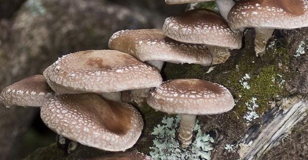 грибы шиитаке