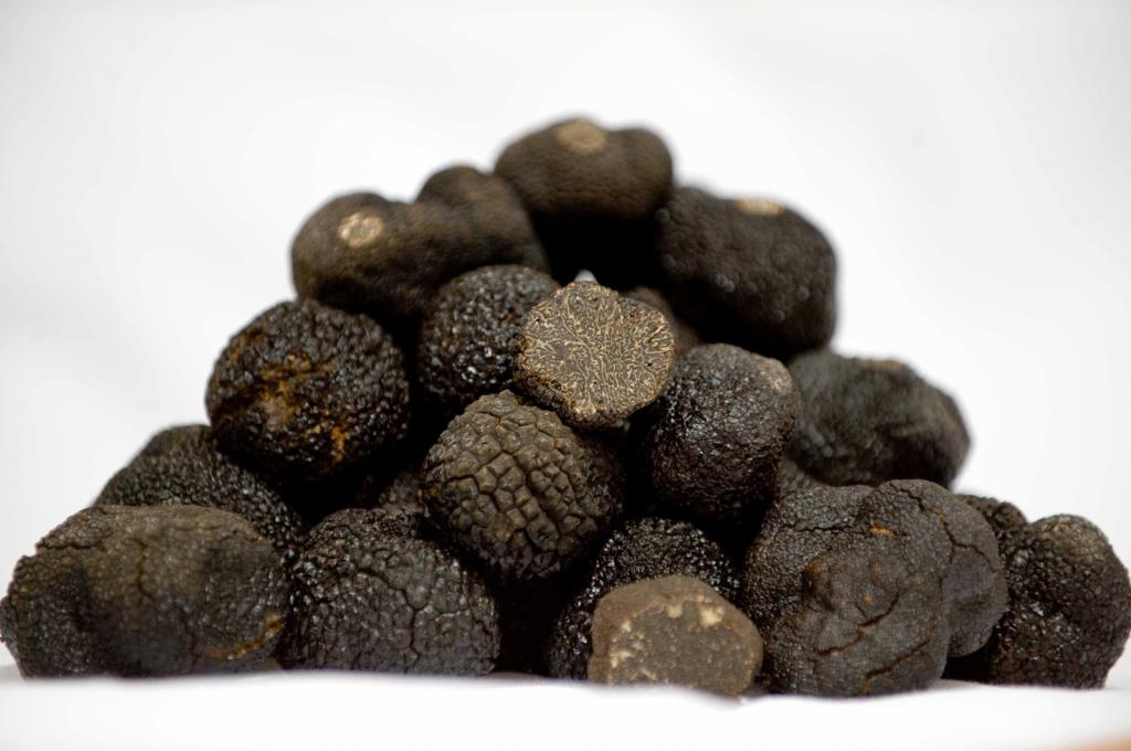 грибы трюфели