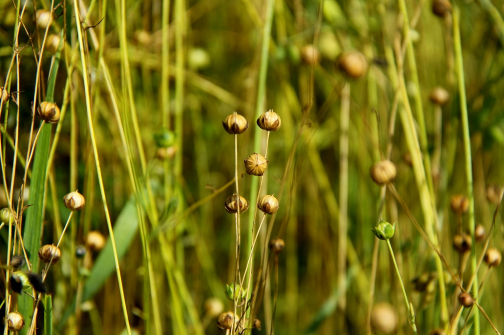 Плодоносящий лен