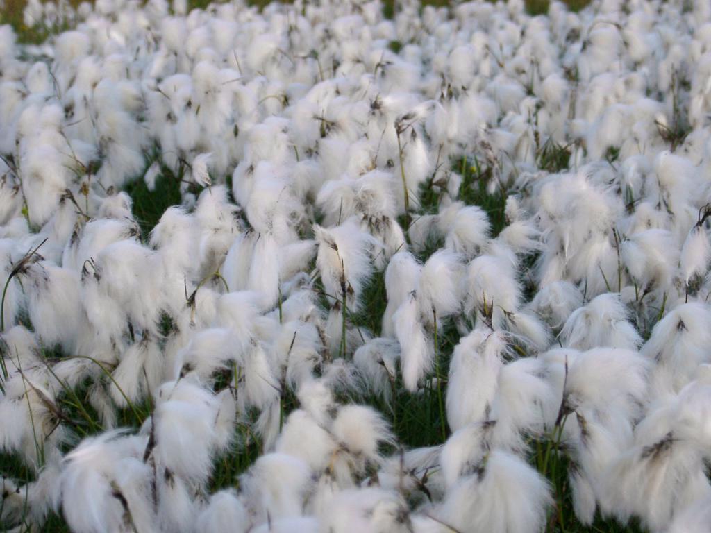 Созревший лен