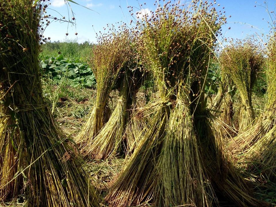 Сбор урожая