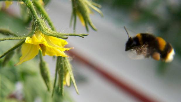 где купить шмелей для опыления