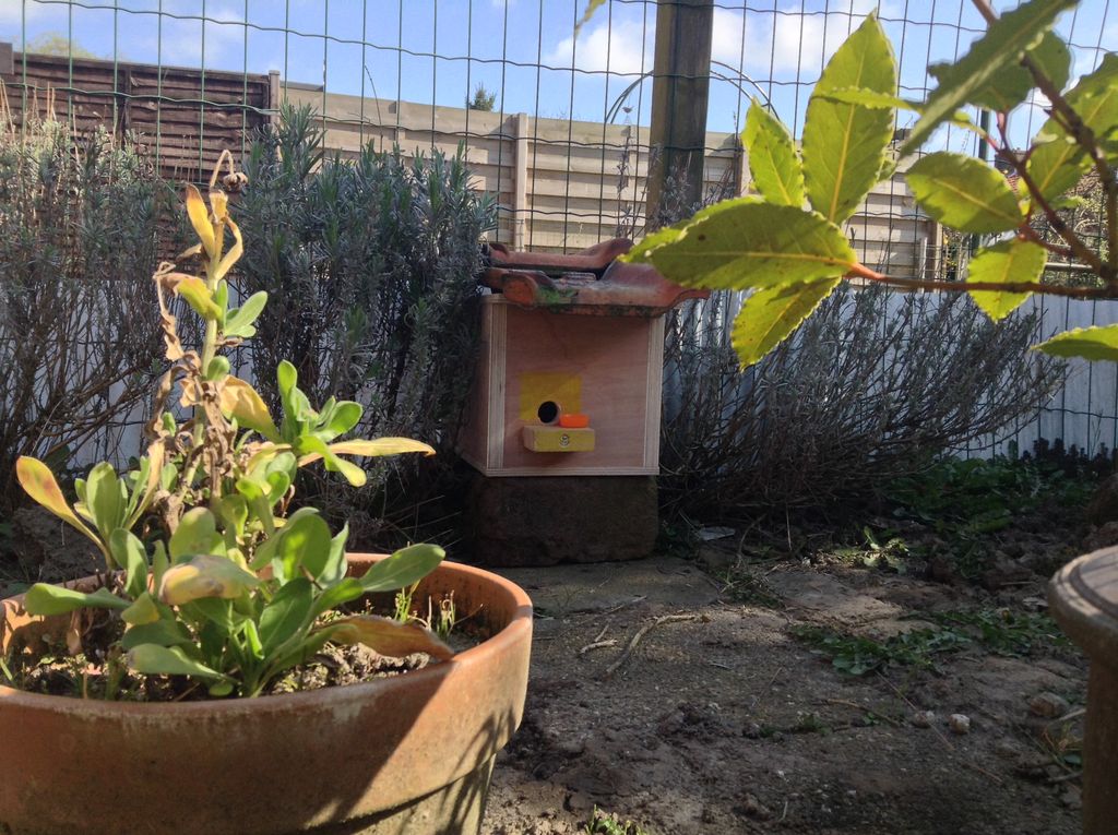 , чем шмели лучше пчел