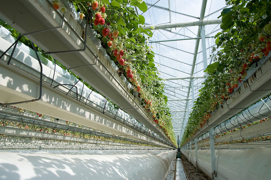 Клубника в теплице круглый год, как бизнес