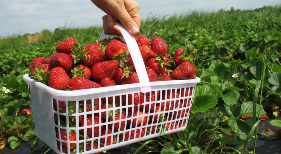 Сорта клубники для бизнеса