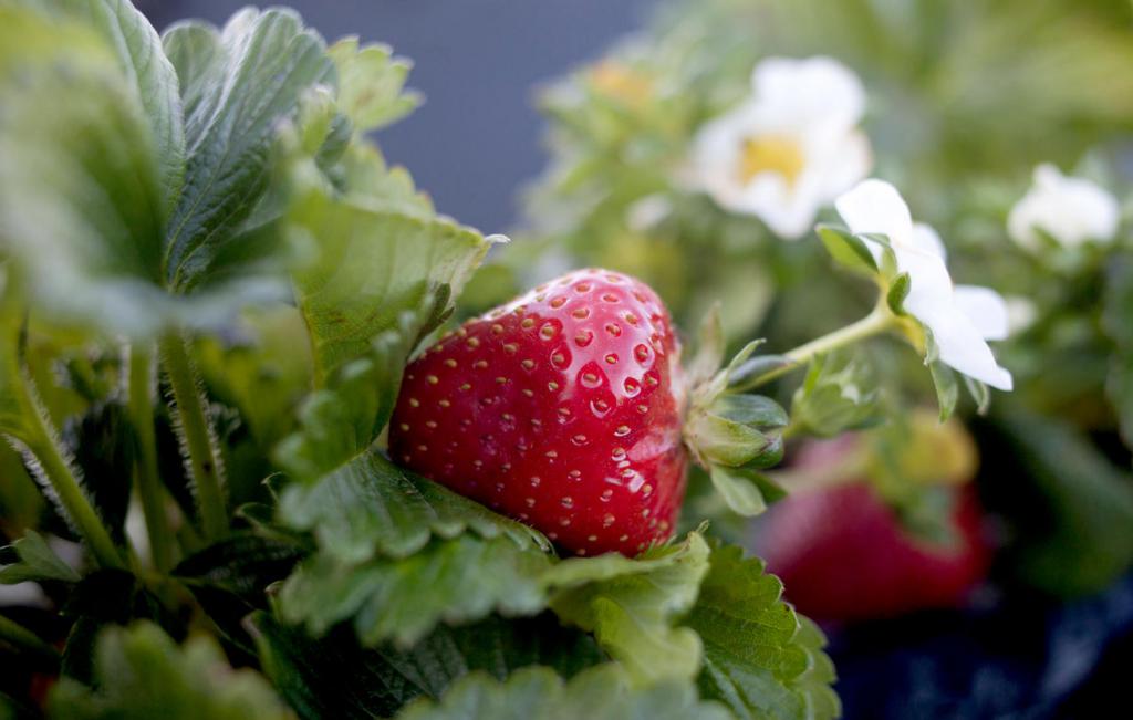 Какая рентабельность клубники как бизнеса