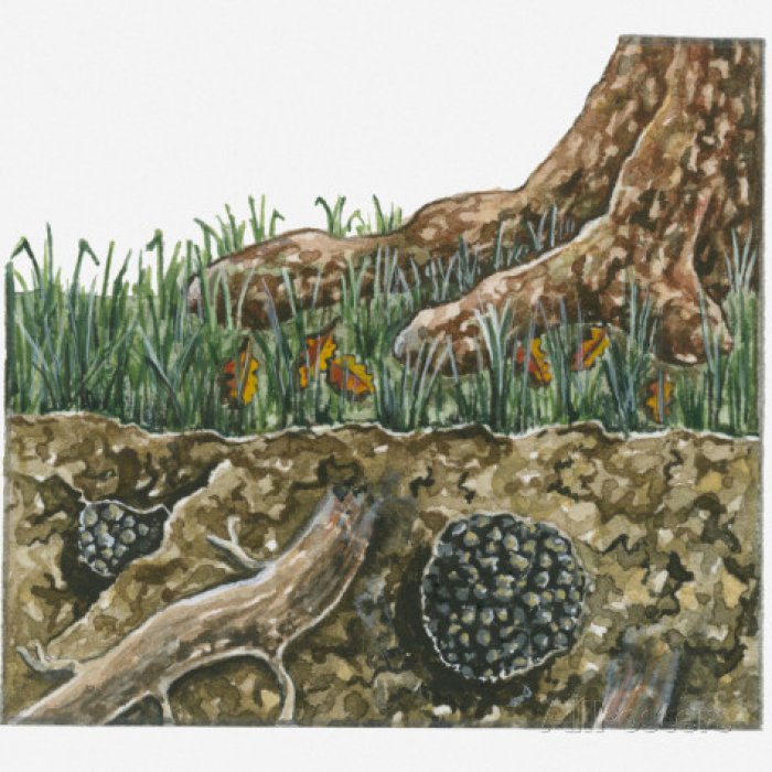 как найти трюфель в подмосковье