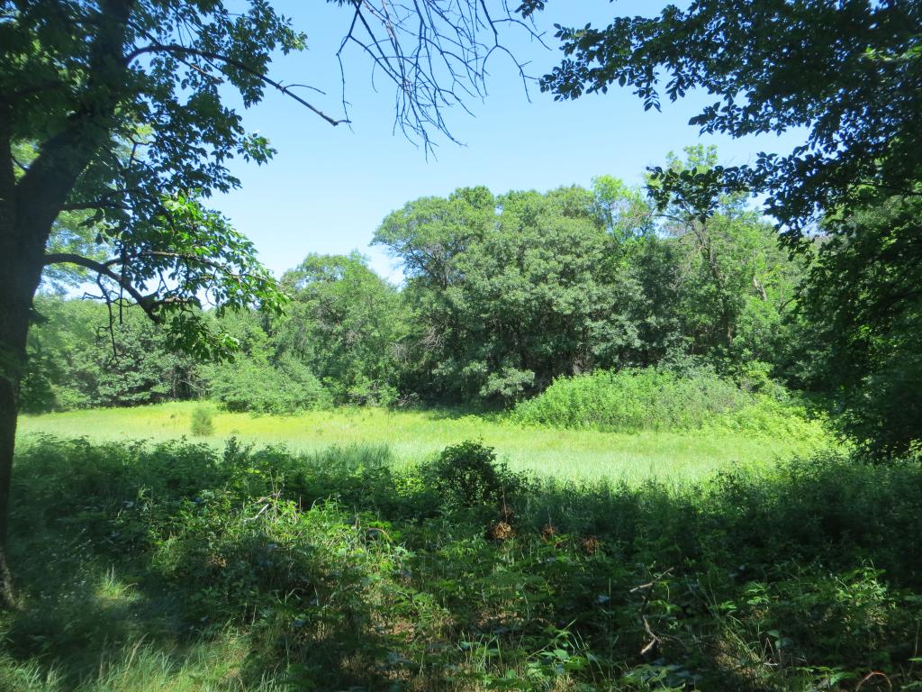 трюфели грибы в подмосковье