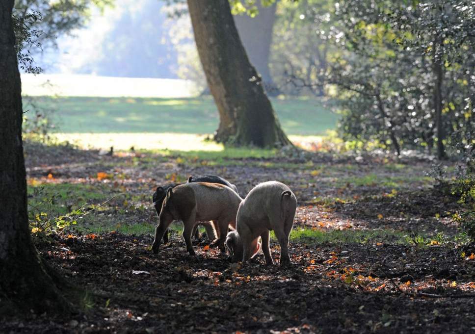 трюфель в подмосковье где искать