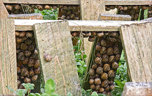 разведение улиток как бизнес