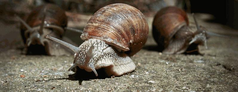 уход за улитками
