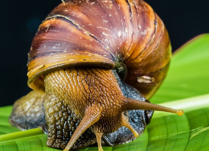 разведение улиток как бизнес выгодно или нет