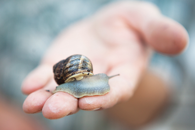 разведение улиток актуальность бизнеса