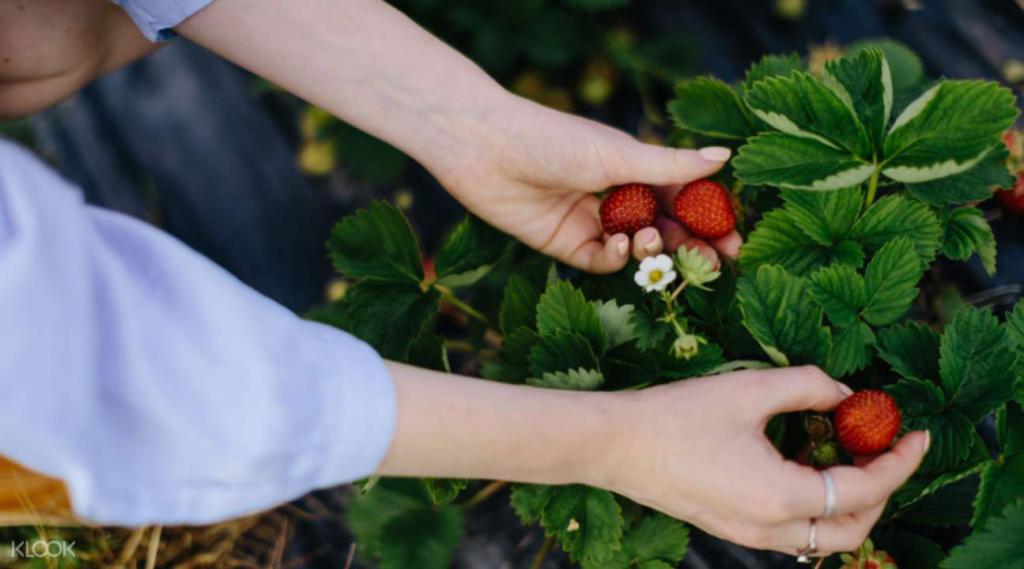 сбор клубники