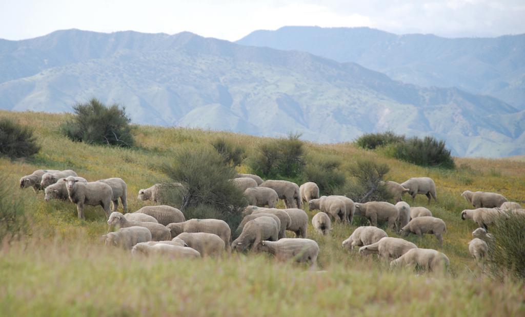 Выпас баранов