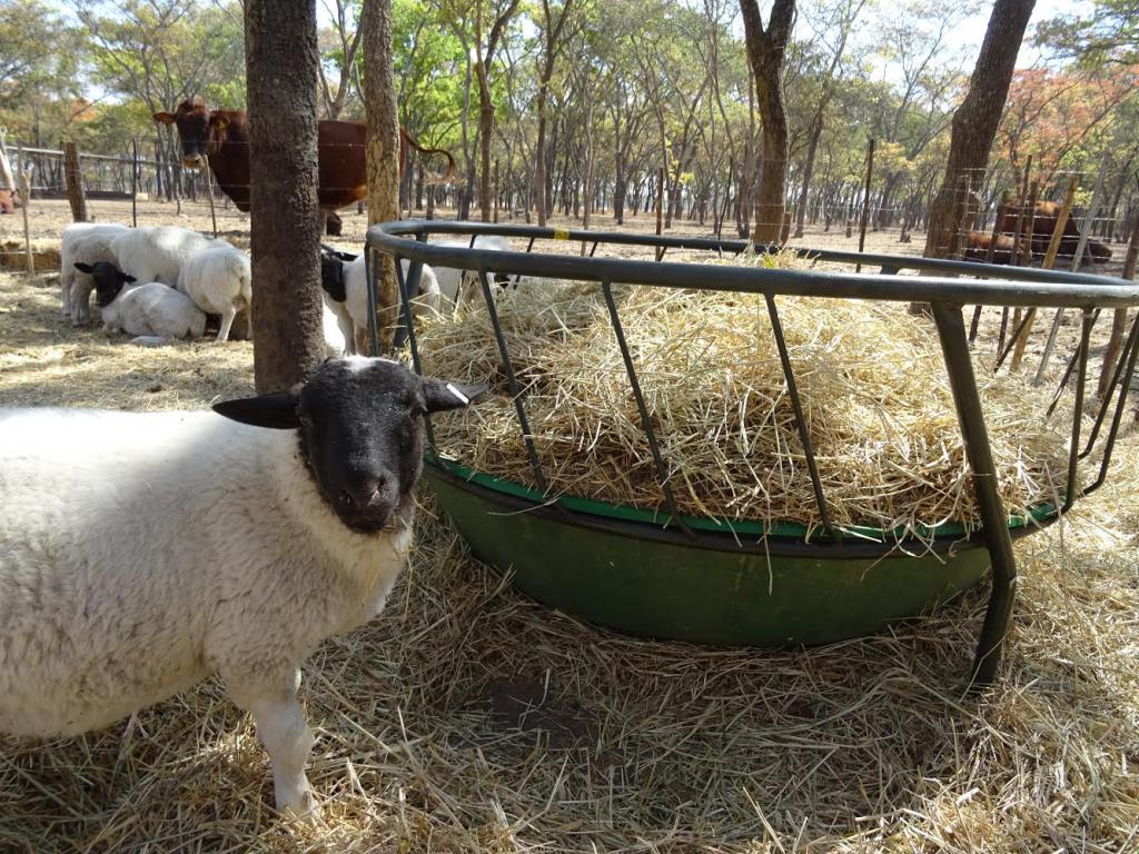 Кормушка для овцы