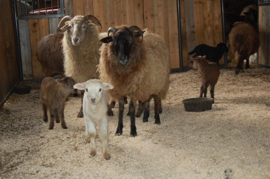 Матки с детенышами