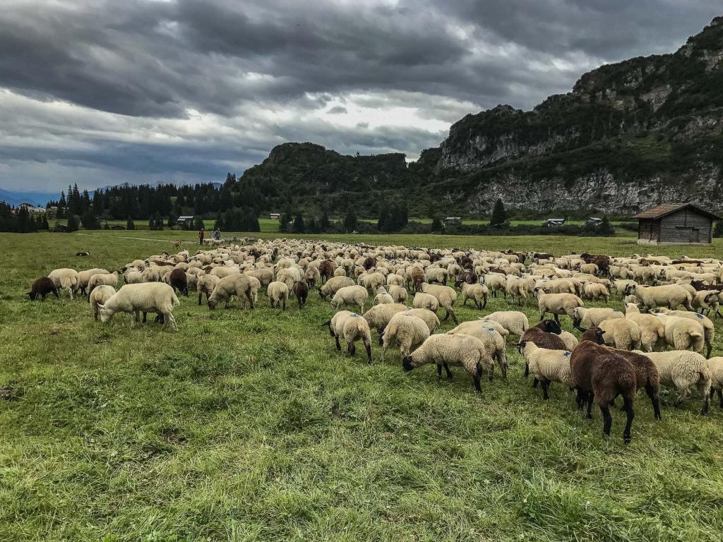 Выпас баранов