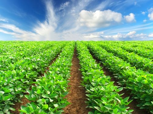 оквэд сельское хозяйство