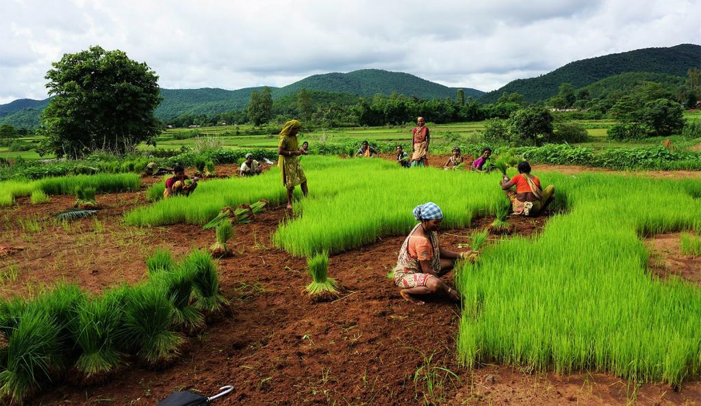 оквэд 01 50 смешанное сельское хозяйство