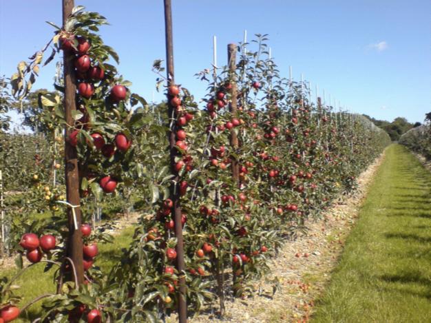 Выращивание яблок как бизнес