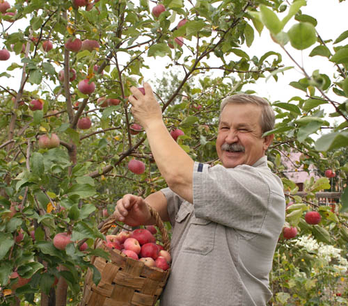 Урожайность яблок с 1 га