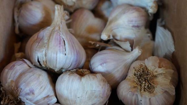 бизнес-план по выращиванию чеснока