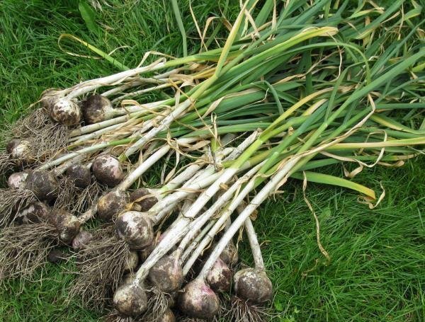 бизнес на чесноке