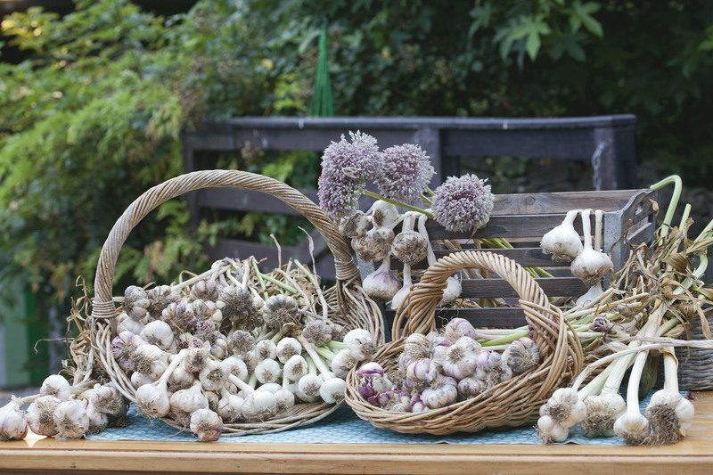 комбайн для уборки чеснока