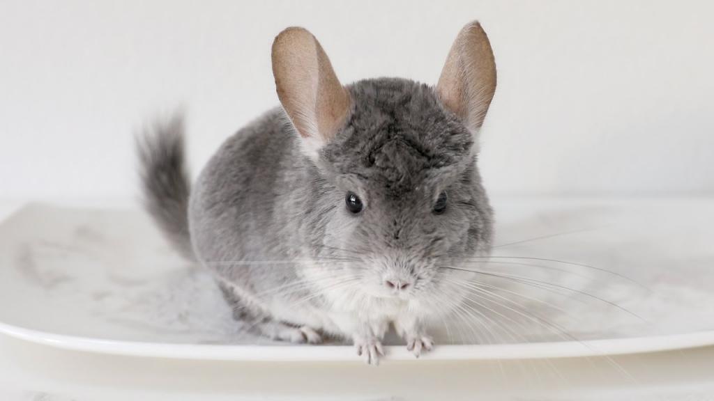 Маленькая шиншилла.