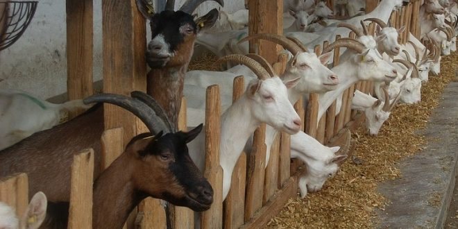 разведение коз как бизнес рентабельность