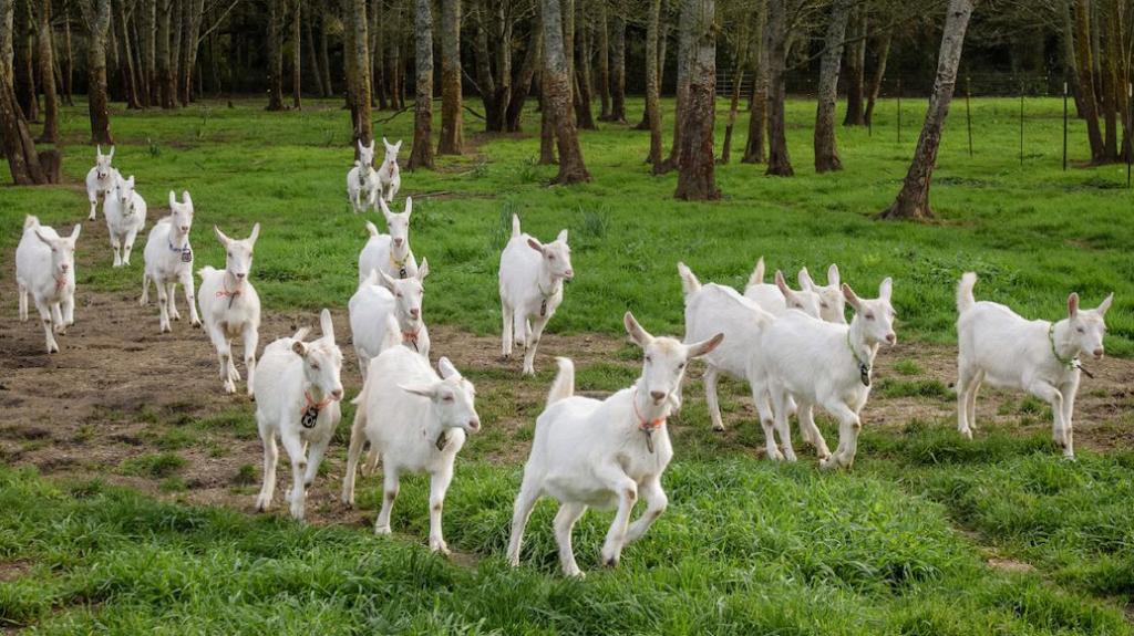разведение коз для начинающих