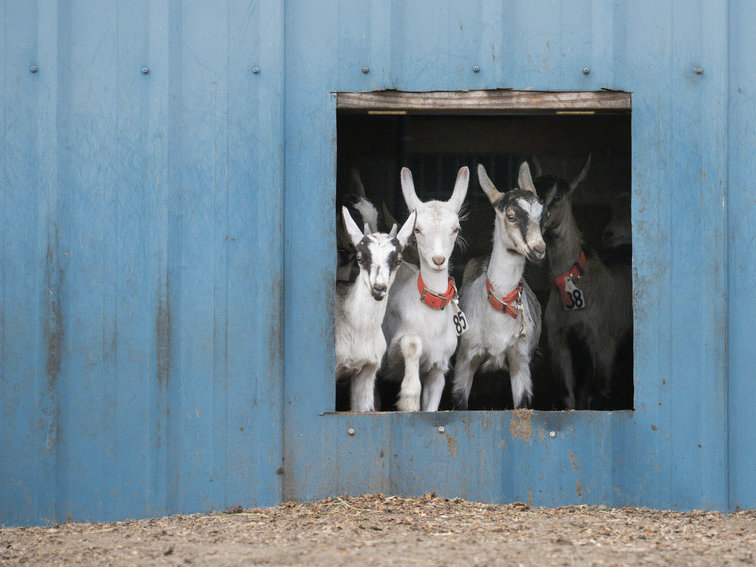 содержание и разведение коз