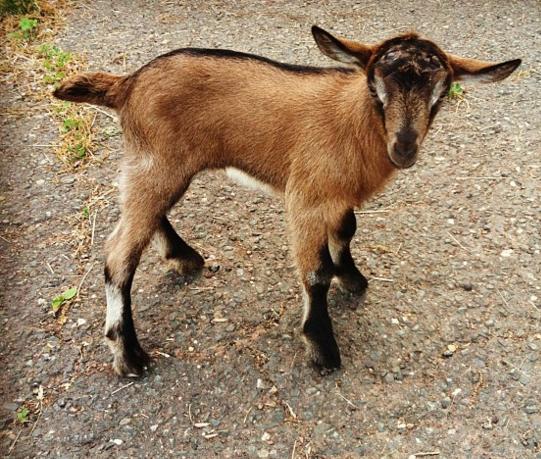 козы ферма разведение