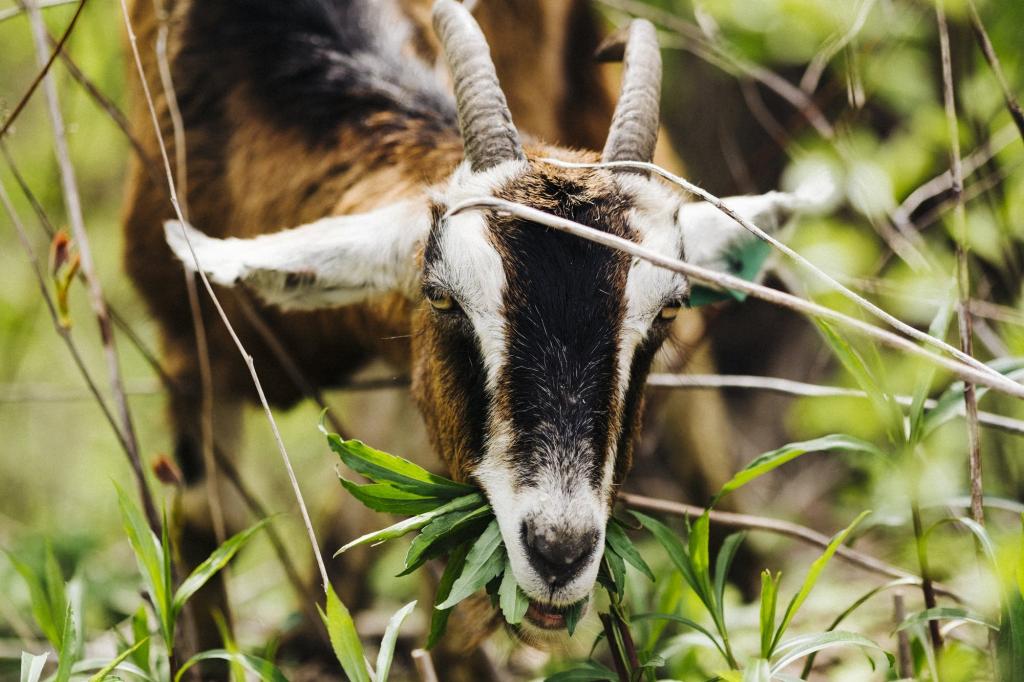 разведение коз в россии