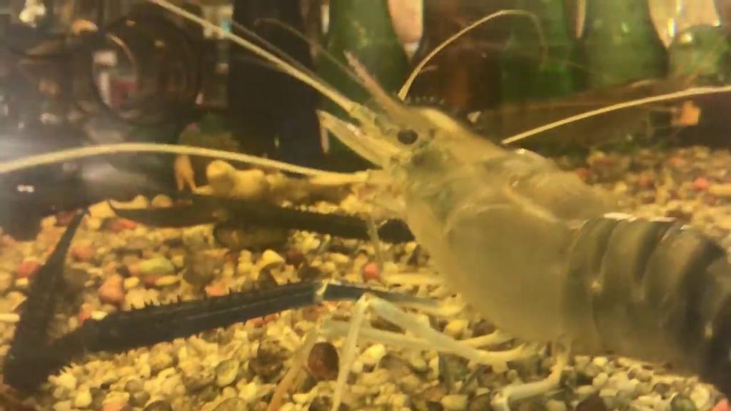 Рак в аквариуме.
